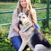 Kieran , a male German Shepherd Dog for sale in Edwards, MO – Photo 9 of 10