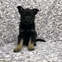 Kieran , a male German Shepherd Dog for sale in Edwards, MO – Photo 5 of 10