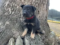 Kieran , a male German Shepherd Dog for sale in Edwards, MO – Photo 1 of 10