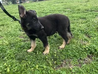 Kieran , a male German Shepherd Dog for sale in Edwards, MO – Photo 2 of 10