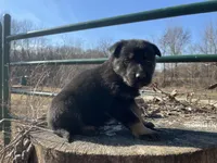 Kieran , a male German Shepherd Dog for sale in Edwards, MO – Photo 8 of 10