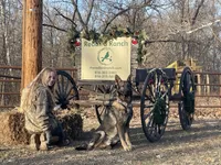 Kieran , a male German Shepherd Dog for sale in Edwards, MO – Photo 10 of 10