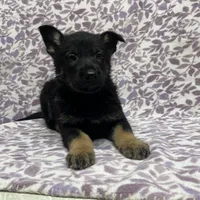 Kieran , a male German Shepherd Dog for sale in Edwards, MO – Photo 6 of 10