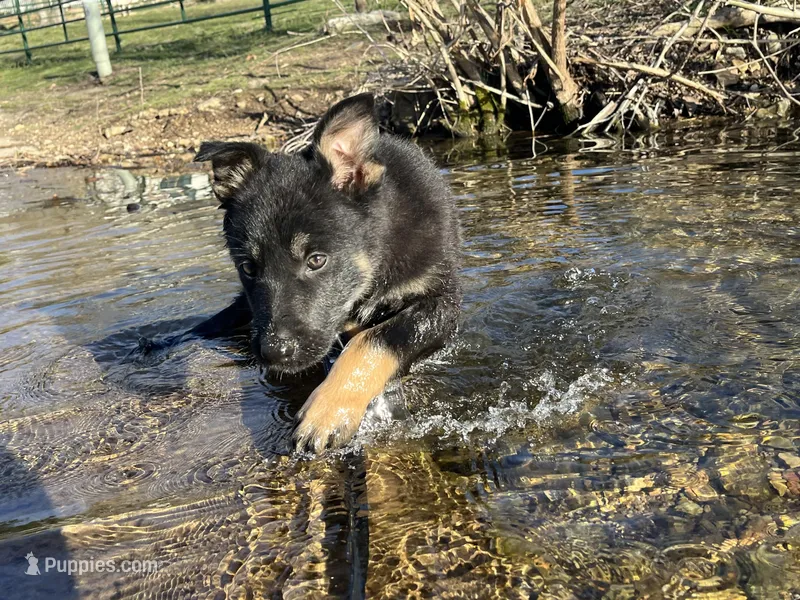 Kieran  – German Shepherd Dog puppy for sale in Edwards, MO