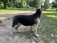 Daisy, a female German Shepherd Dog for sale in Edwards, MO – 5 of 10