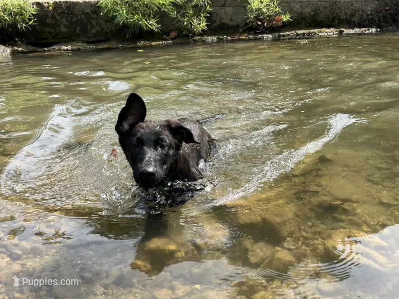 Ninja – German Shepherd Dog puppy for sale in Edwards, MO