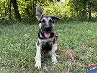 Marge, a female German Shepherd Dog for sale in Edwards, MO – 3 of 5