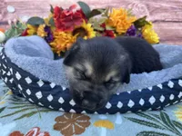 Onyx, a male German Shepherd Dog for sale in Edwards, MO – 5 of 6