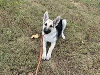 Daisy , a female German Shepherd Dog for sale in Edwards, MO – 5 of 6