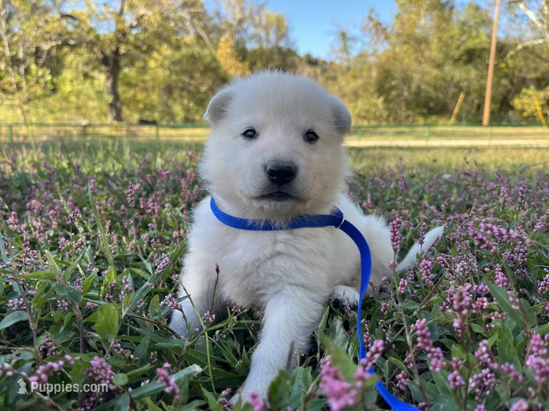 Chip – German Shepherd Dog puppy for sale in Edwards, MO