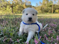 Chip, a male German Shepherd Dog for sale in Edwards, MO – 1 of 7