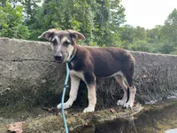 Rita, a female German Shepherd Dog for sale in Edwards, MO – 5 of 5
