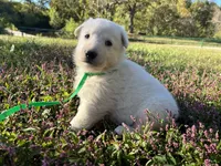 Sly, a female German Shepherd Dog for sale in Edwards, MO – 6 of 10