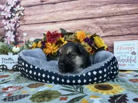 Amethyst , a female German Shepherd Dog for sale in Edwards, MO – 2 of 4