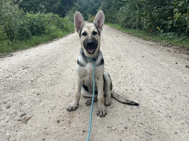 AKC Brooklynn  – German Shepherd Dog puppy on hold in Edwards, MO