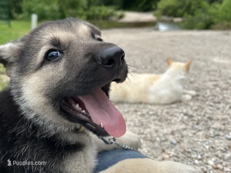 Daisy – German Shepherd Dog puppy for sale in Edwards, MO