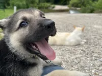 Daisy, a female German Shepherd Dog for sale in Edwards, MO – 1 of 6