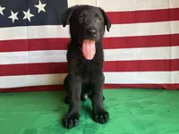 Hedge, a male German Shepherd Dog for sale in Edwards, MO – 6 of 9