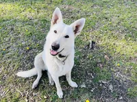 Sandy, a female German Shepherd Dog for sale in Edwards, MO – 6 of 8
