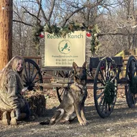 Clovis, a male German Shepherd Dog for sale in Edwards, MO – Photo 10 of 10