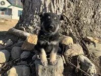 Clovis, a male German Shepherd Dog for sale in Edwards, MO – Photo 1 of 10