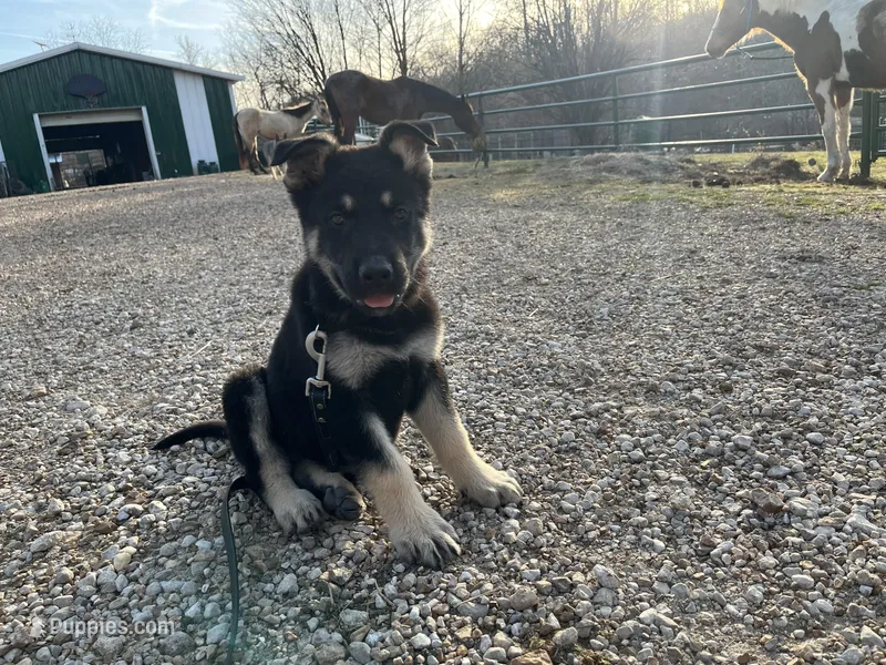 Clovis – German Shepherd Dog puppy for sale in Edwards, MO