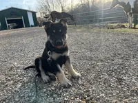 Clovis, a male German Shepherd Dog for sale in Edwards, MO – Photo 4 of 10