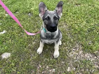 Sadie, a female German Shepherd Dog for sale in Edwards, MO – Photo 3 of 8