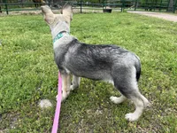 Sadie, a female German Shepherd Dog for sale in Edwards, MO – Photo 5 of 8