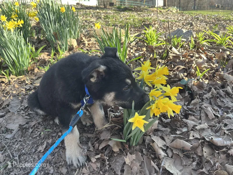 Clovis – German Shepherd Dog puppy for sale in Edwards, MO