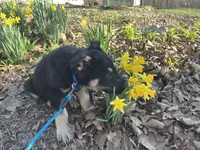 Clovis, a male German Shepherd Dog for sale in Edwards, MO – Photo 2 of 10
