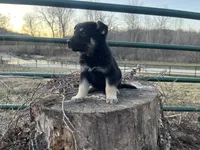 Clovis, a male German Shepherd Dog for sale in Edwards, MO – Photo 4 of 10
