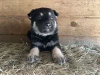 Clovis, a male German Shepherd Dog for sale in Edwards, MO – Photo 5 of 10