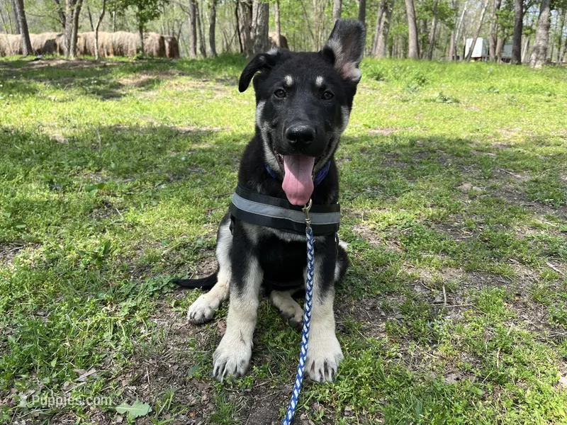 Clovis – German Shepherd Dog puppy for sale in Edwards, MO