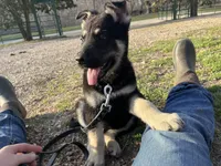 Clovis, a male German Shepherd Dog for sale in Edwards, MO – Photo 5 of 10