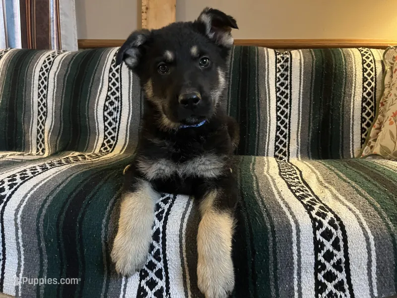 Clovis – German Shepherd Dog puppy for sale in Edwards, MO