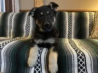 Clovis, a male German Shepherd Dog for sale in Edwards, MO – Photo 6 of 10