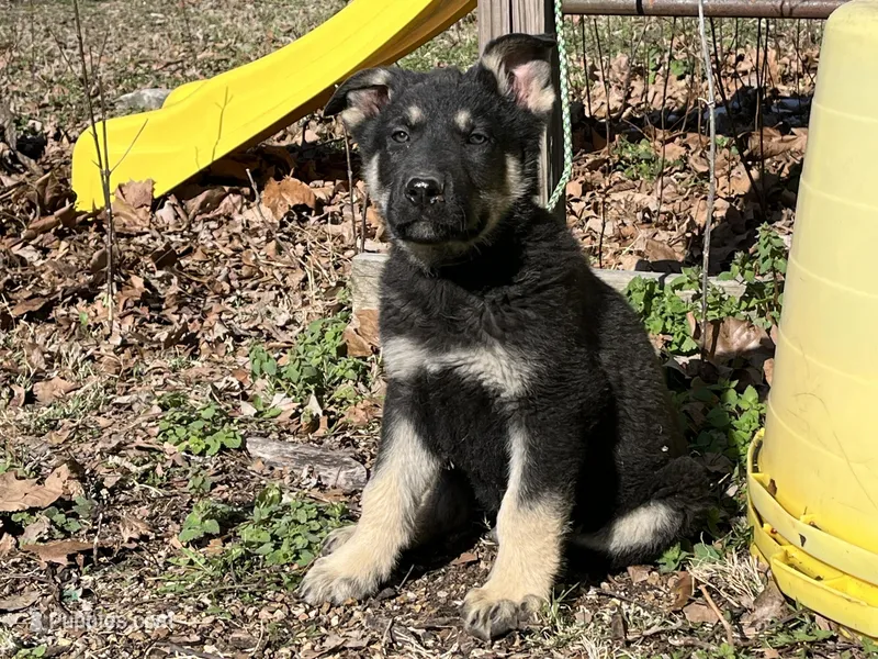 Clovis – German Shepherd Dog puppy for sale in Edwards, MO