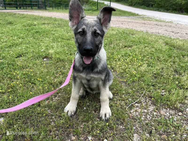 Sadie – German Shepherd Dog puppy for sale in Edwards, MO