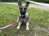Sadie, a female German Shepherd Dog for sale in Edwards, MO – Photo 1 of 8