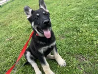 Clovis, a male German Shepherd Dog for sale in Edwards, MO – Photo 1 of 10