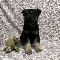 Clovis, a male German Shepherd Dog for sale in Edwards, MO – Photo 8 of 10