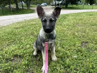 Sadie, a female German Shepherd Dog for sale in Edwards, MO – Photo 2 of 8