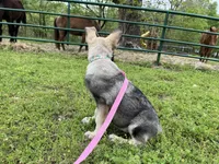 Sadie, a female German Shepherd Dog for sale in Edwards, MO – Photo 4 of 8
