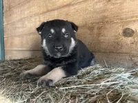Clovis, a male German Shepherd Dog for sale in Edwards, MO – Photo 6 of 10