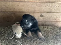 Clovis, a male German Shepherd Dog for sale in Edwards, MO – Photo 8 of 10
