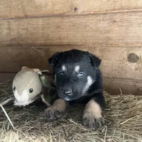 Clovis, a male German Shepherd Dog for sale in Edwards, MO – Photo 7 of 10