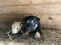Clovis, a male German Shepherd Dog for sale in Edwards, MO – Photo 7 of 10