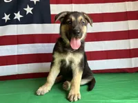Clover, a female German Shepherd Dog for sale in Edwards, MO – 3 of 6