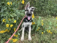 Marge, a female German Shepherd Dog for sale in Edwards, MO – 2 of 5